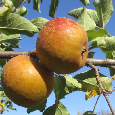 Honeycrisp Apple - Fedco Trees