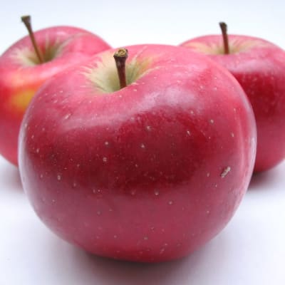 Honeycrisp Apple - Fedco Trees