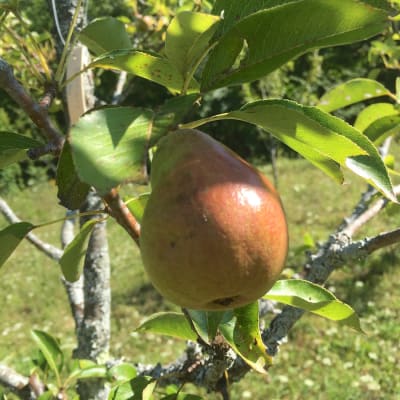 Organic Bosc Pear, Shop Online, Shopping List, Digital Coupons