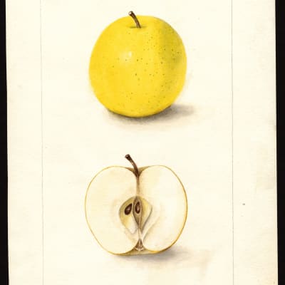 Ananas Reinette