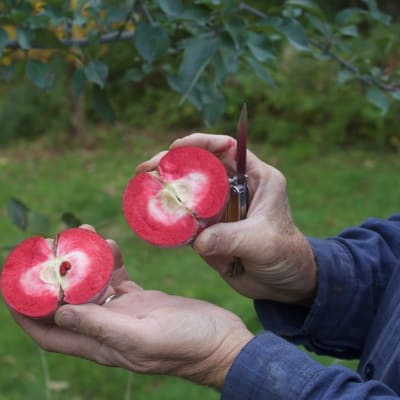 Search results for '264' - Seeds, Trees & Supplies - Fedco Seeds Search results for '264' - Seeds, Trees & Supplies - Fedco Seeds