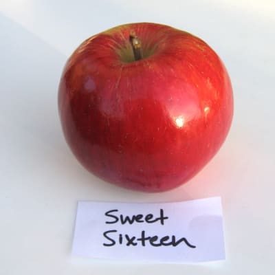 Sweet Sixteen