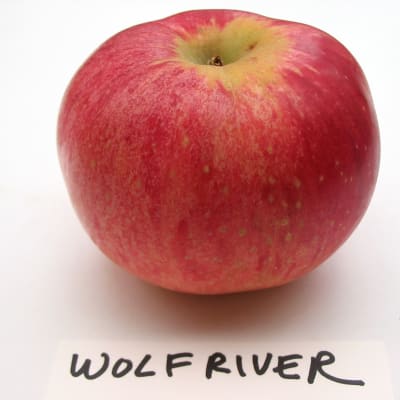 Wolf River