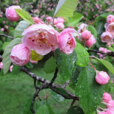 Brandywine thumbnail #3
