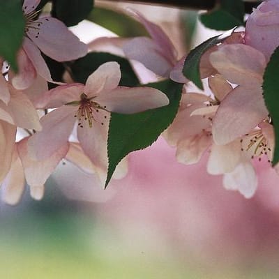 Pink Spires thumbnail #1