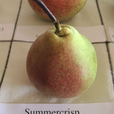 Summercrisp