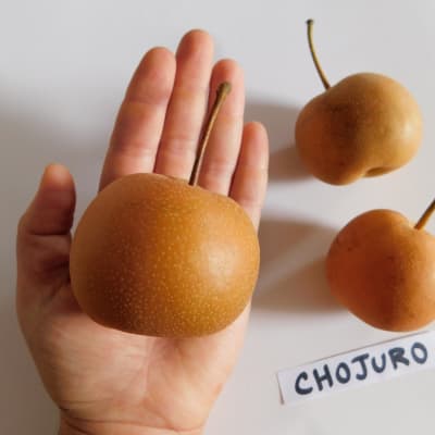 Chojuro thumbnail #3