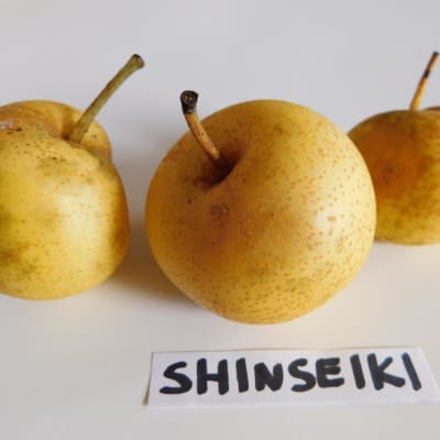 Shinseiki thumbnail #1