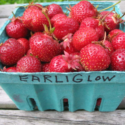 Earliglow thumbnail #1
