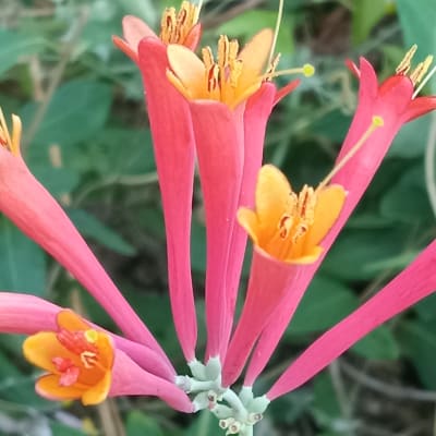 ‘Major Wheeler’ Trumpet Honeysuckle