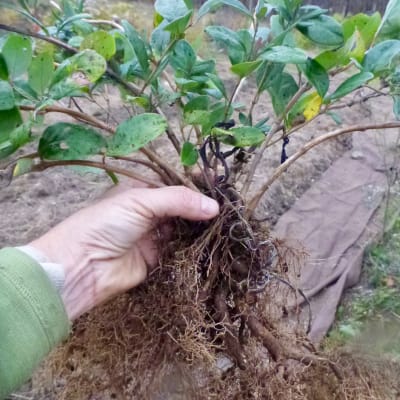 ‘Major Wheeler’ Trumpet Honeysuckle