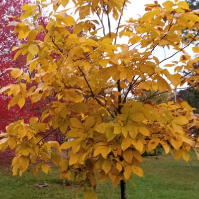 Shagbark Hickory Seedling