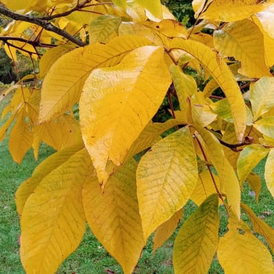 Shagbark Hickory Seedling