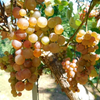 Somerset Seedless thumbnail #2