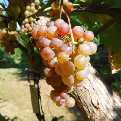 Somerset Seedless thumbnail #3