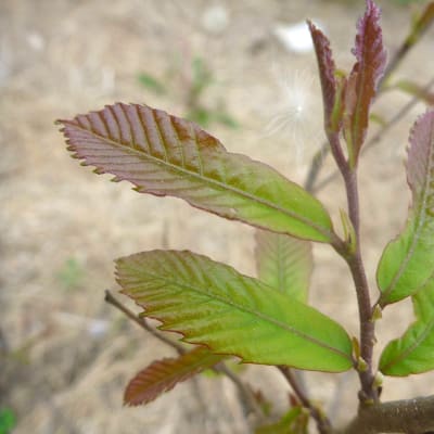 American Chinquapin Seedling