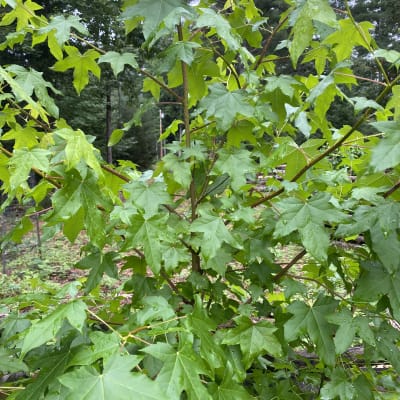 Sweetgum