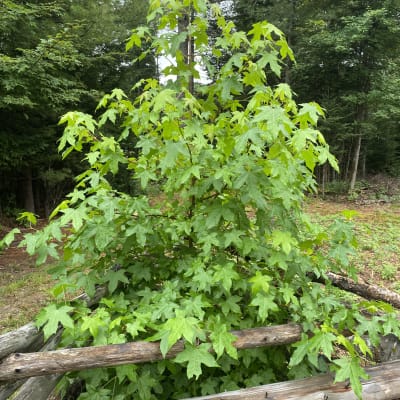 Sweetgum