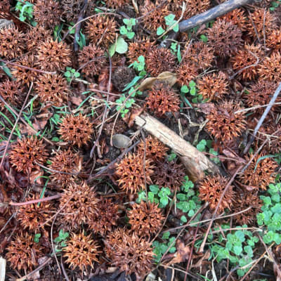 Sweetgum