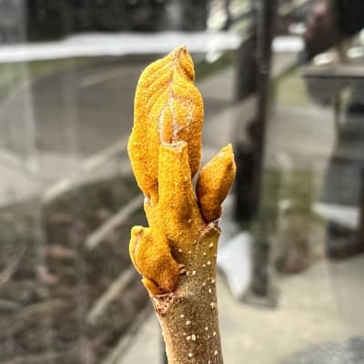 Yellowbud Hickory Seedling thumbnail #3
