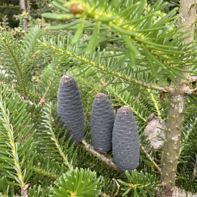 Korean Fir