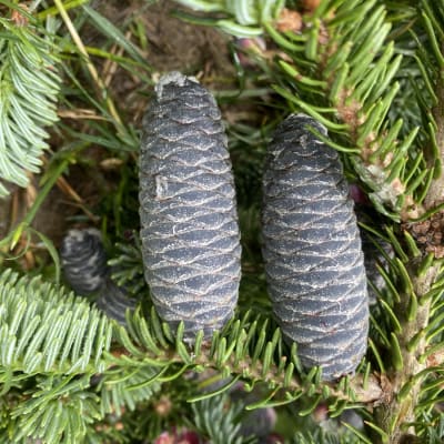Korean Fir