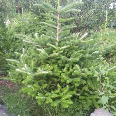 Korean Fir