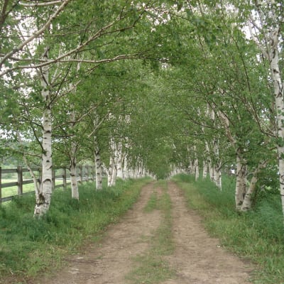 Paper Birch thumbnail #1