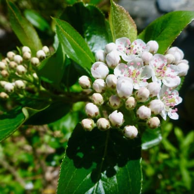 Black Chokeberry Seedling