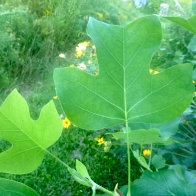 Tuliptree thumbnail #1