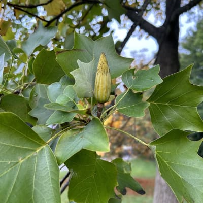 Tuliptree thumbnail #2