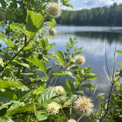 Buttonbush