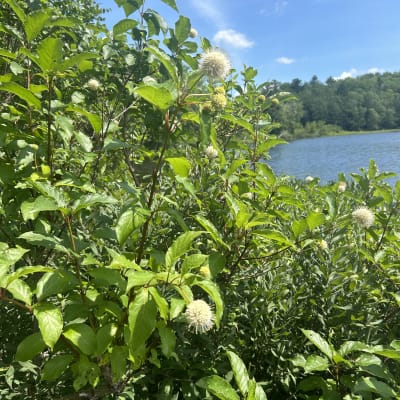 Buttonbush