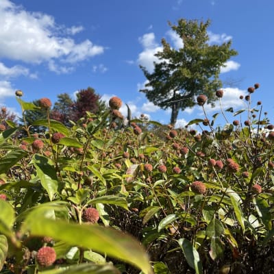 Buttonbush