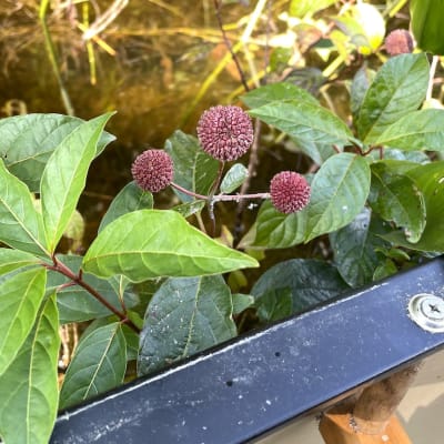 Buttonbush