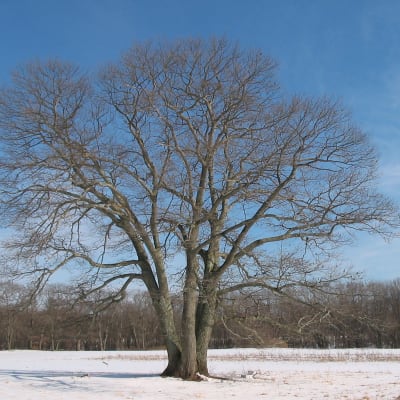 Northern Red Oak thumbnail #1