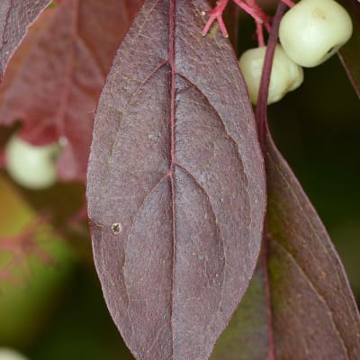 Gray Dogwood