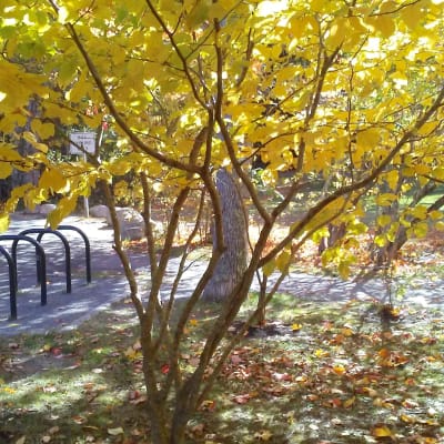 Witch Hazel