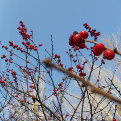 Winterberry Seedling