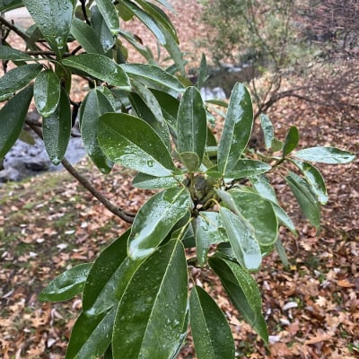Sweetbay Magnolia
