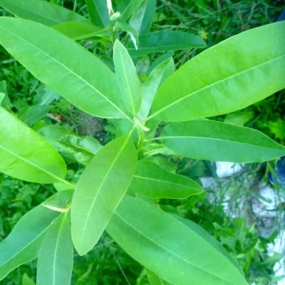 Sweetbay Magnolia