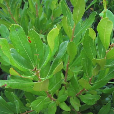 Bayberry