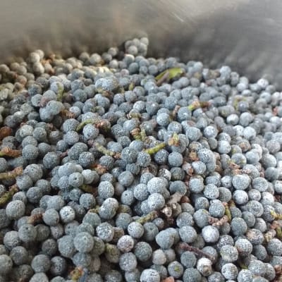 Bayberry