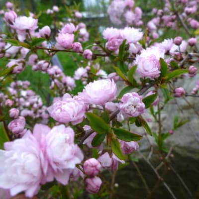 ‘Rosea Plena’ Dwarf Flowering Almond
