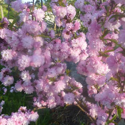 ‘Rosea Plena’ Dwarf Flowering Almond