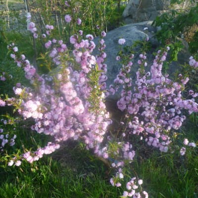 ‘Rosea Plena’ Dwarf Flowering Almond