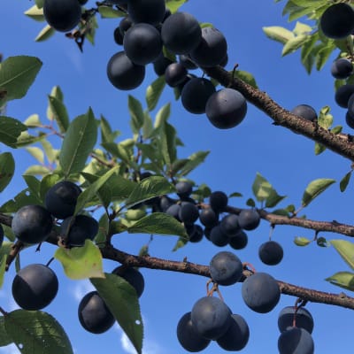 Beach Plum
