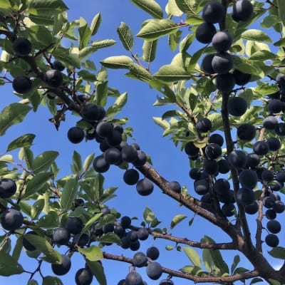 Beach Plum