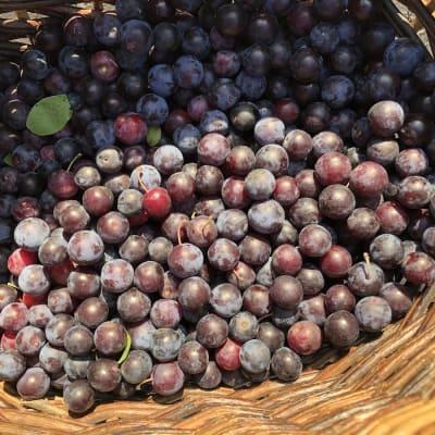 Beach Plum
