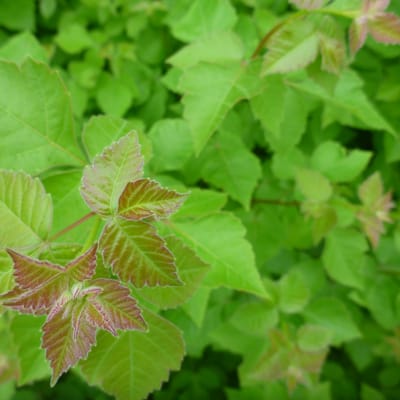 Fragrant Sumac